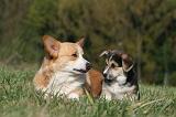 CORGI PEMBROKE 1004
